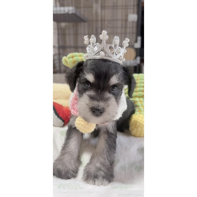 販売中の岐阜県のミニチュアシュナウザー-445131の4枚目