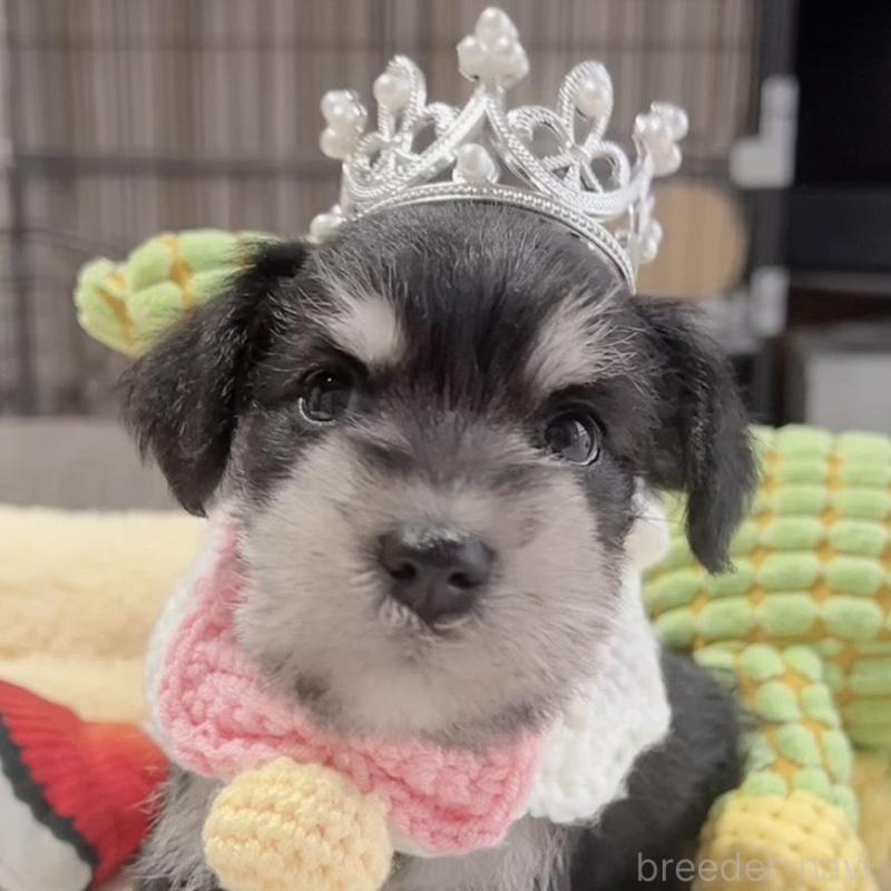 販売中の岐阜県のミニチュアシュナウザー-445131