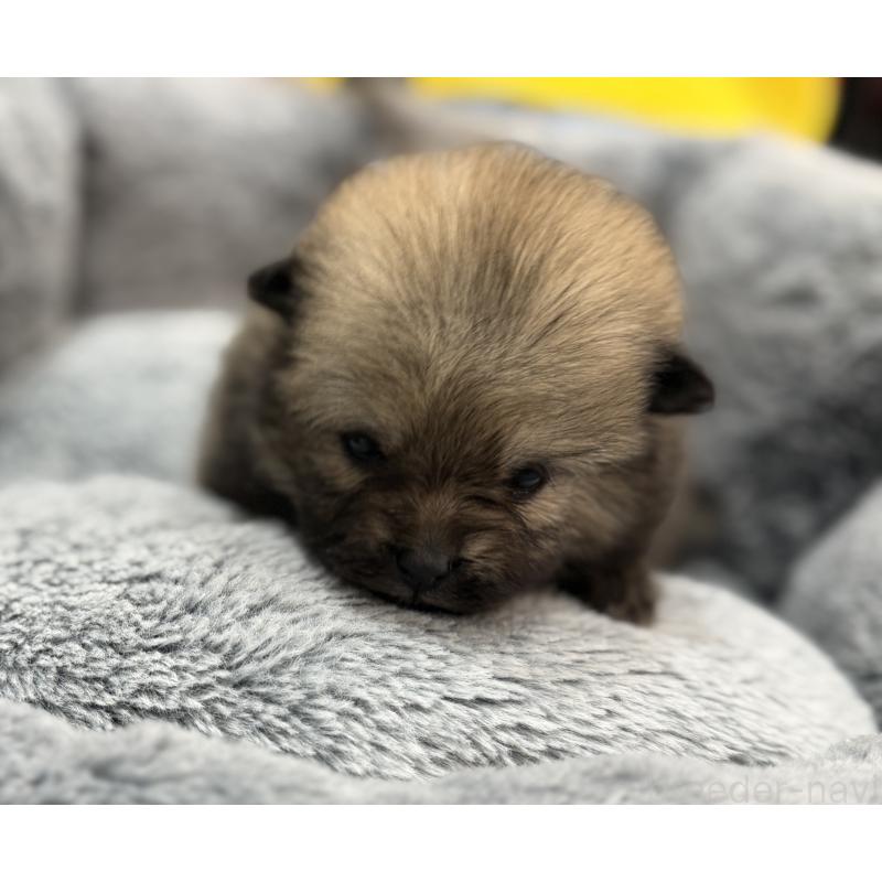 販売中の埼玉県のポメラニアン-445133の8枚目