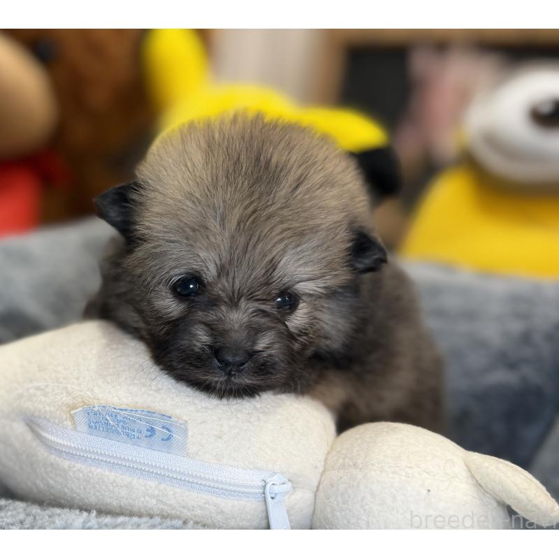 販売中の埼玉県のポメラニアン-445133の7枚目