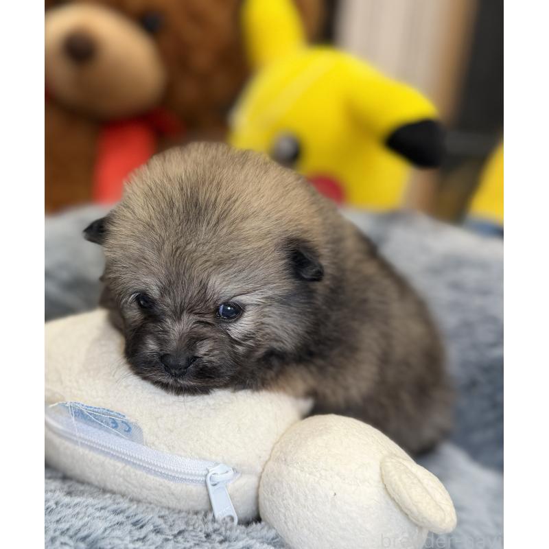 販売中の埼玉県のポメラニアン-445133の6枚目