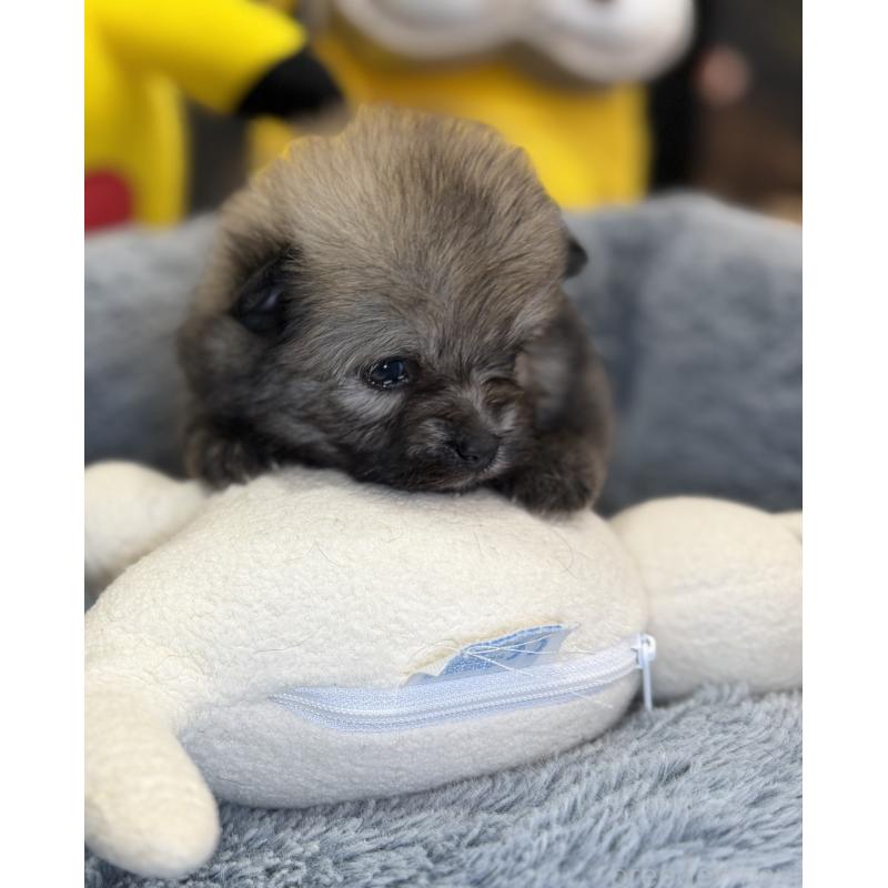 販売中の埼玉県のポメラニアン-445133の3枚目