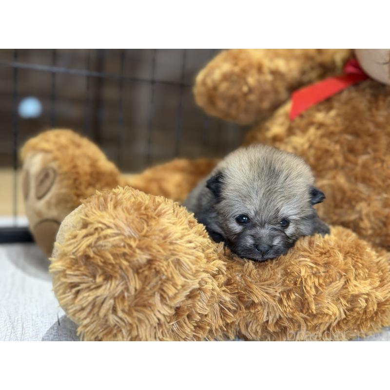 販売中の埼玉県のポメラニアン-445133の2枚目