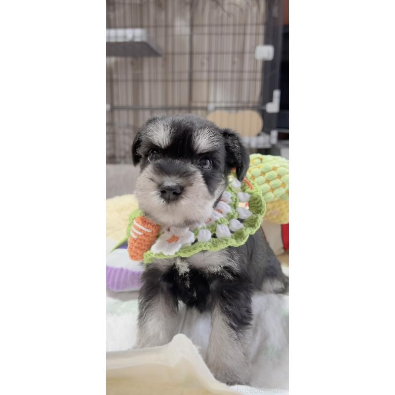 販売中の岐阜県のミニチュアシュナウザー-445135の5枚目