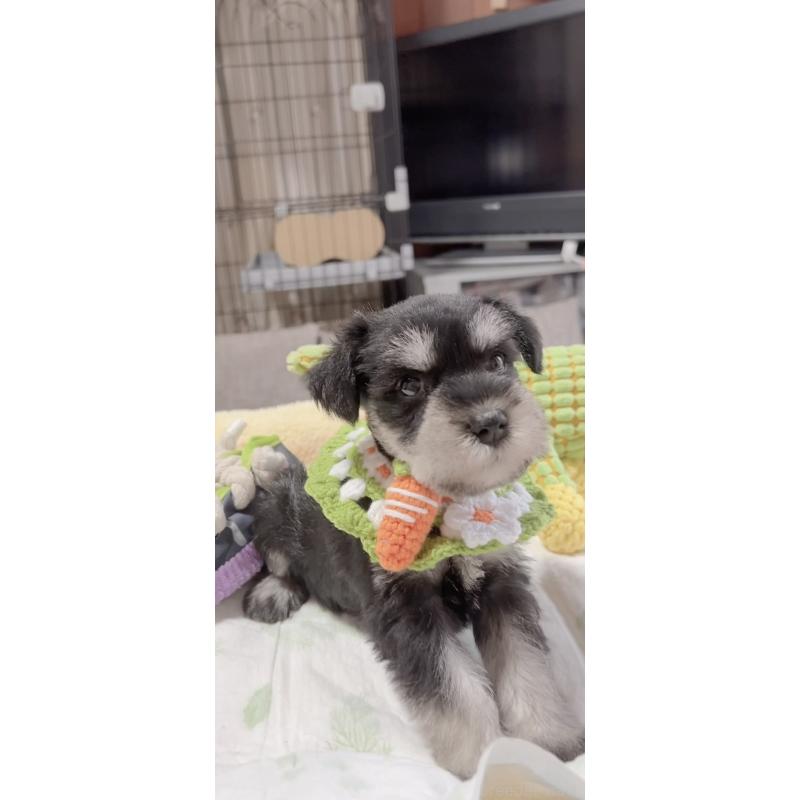 販売中の岐阜県のミニチュアシュナウザー-445135の4枚目