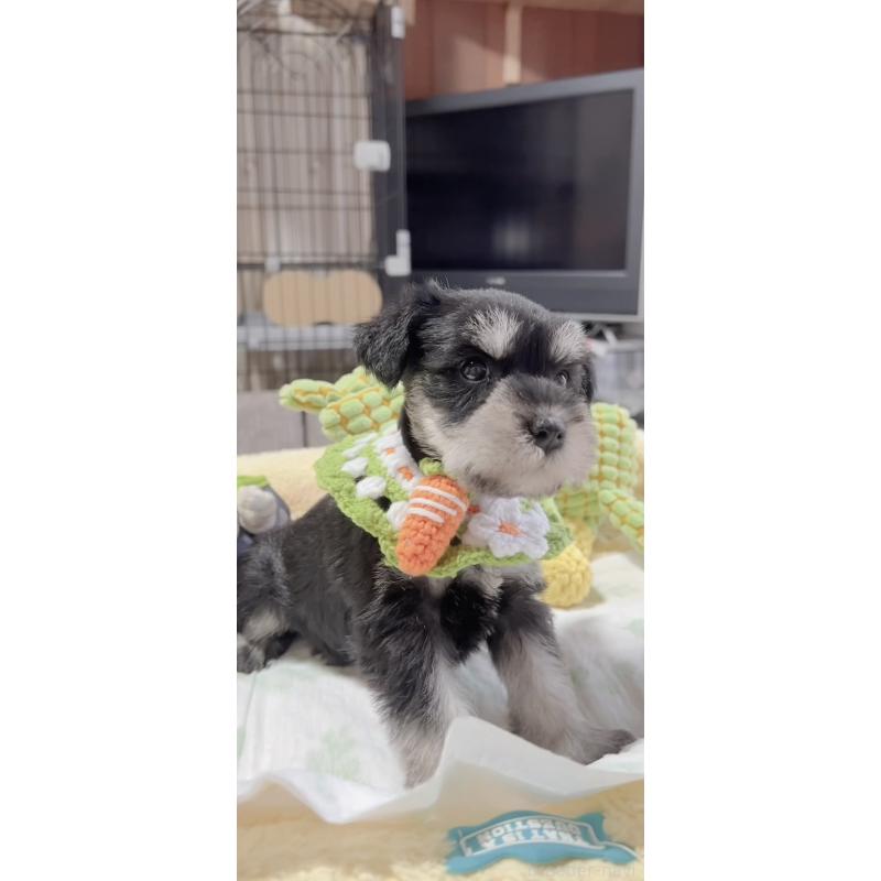 販売中の岐阜県のミニチュアシュナウザー-445135の2枚目