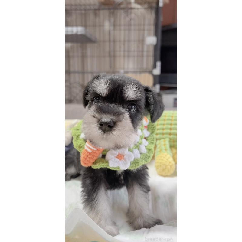 販売中の岐阜県のミニチュアシュナウザー-445135の3枚目