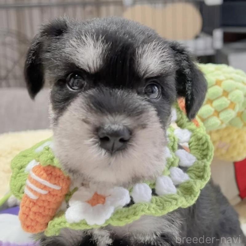 販売中の岐阜県のミニチュアシュナウザー-445135