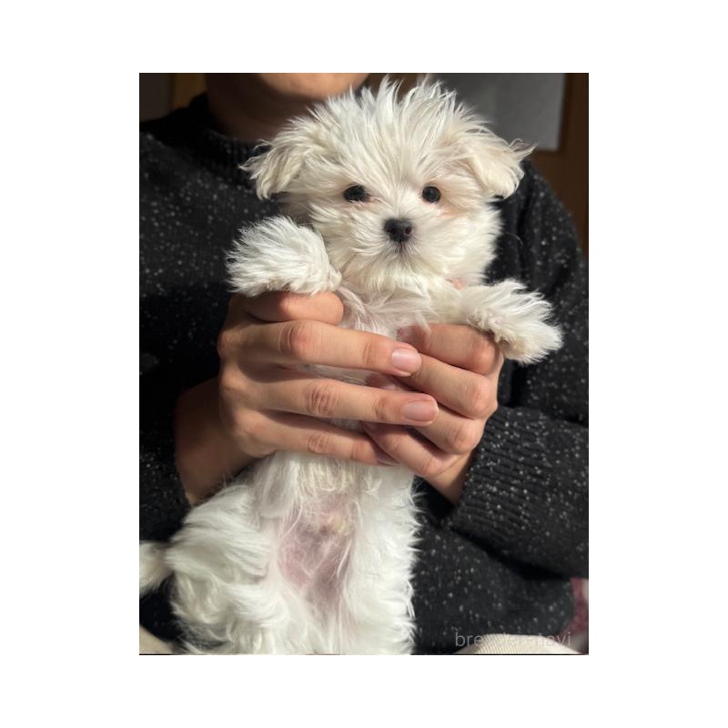 販売中の愛知県のマルチーズ-445137の1枚目