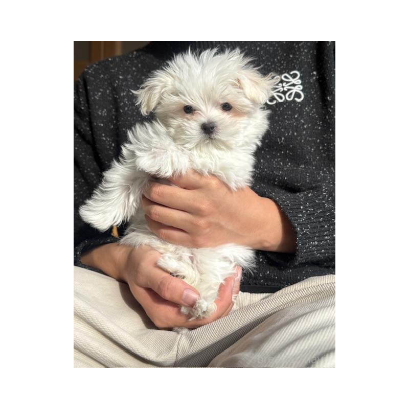 販売中の愛知県のマルチーズ-445137の5枚目