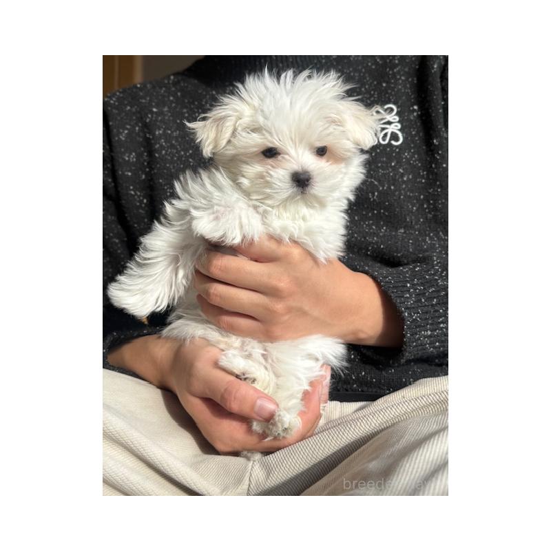 販売中の愛知県のマルチーズ-445137の3枚目