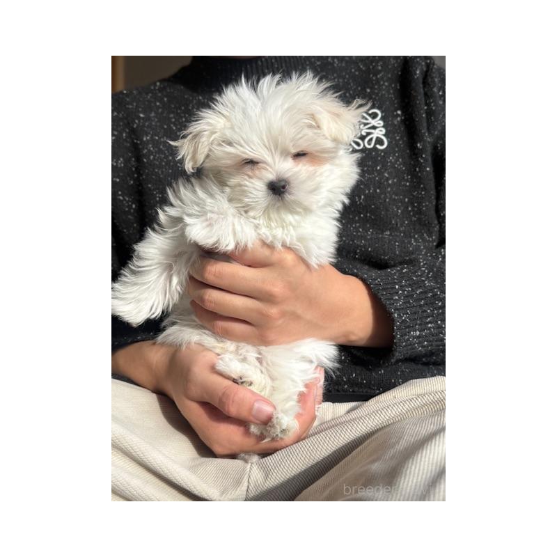 販売中の愛知県のマルチーズ-445137の2枚目