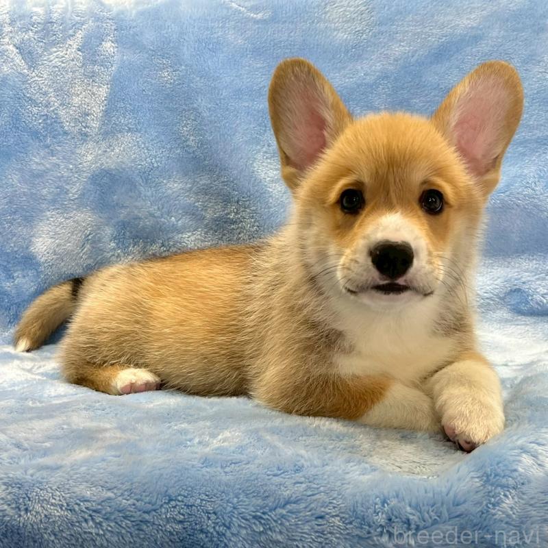 販売中の大阪府のウェルシュコーギーペンブローク-445139の6枚目