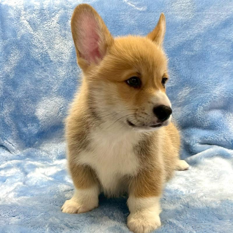 販売中の大阪府のウェルシュコーギーペンブローク-445139の5枚目