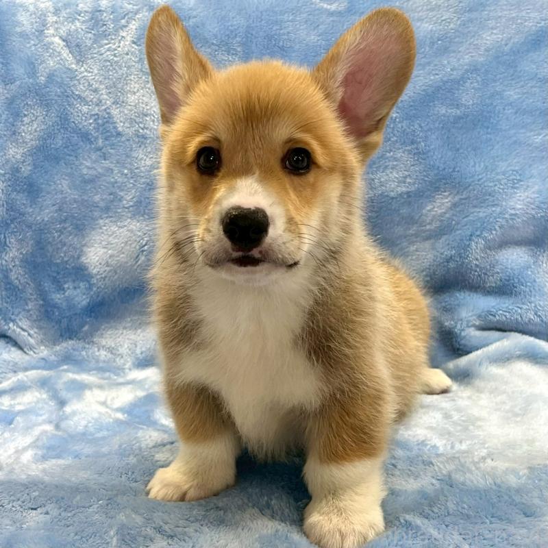 販売中の大阪府のウェルシュコーギーペンブローク-445139の4枚目