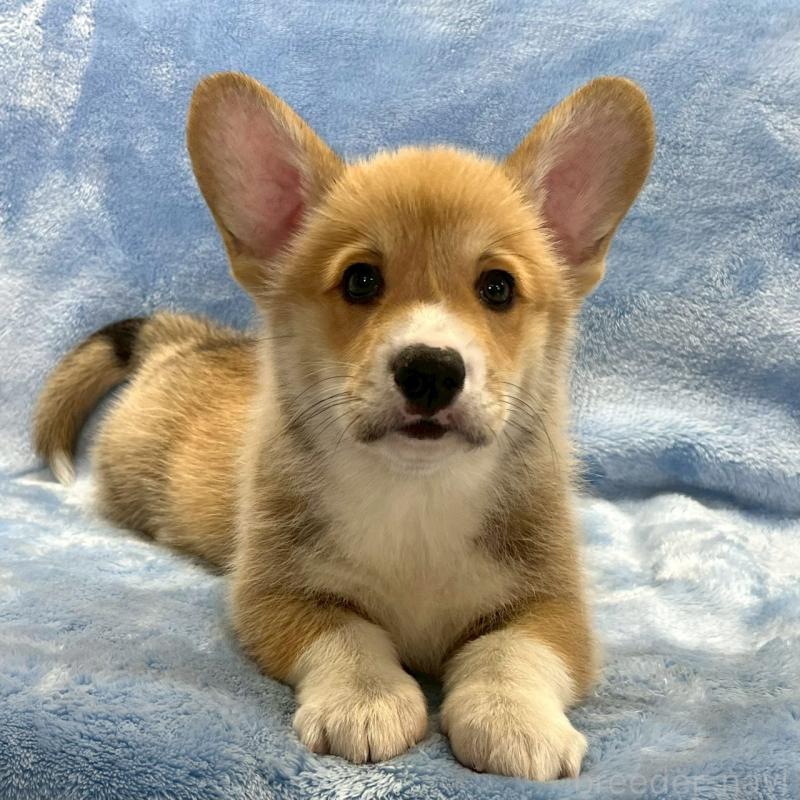 販売中の大阪府のウェルシュコーギーペンブローク-445139の3枚目