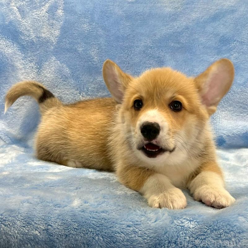 販売中の大阪府のウェルシュコーギーペンブローク-445139の2枚目