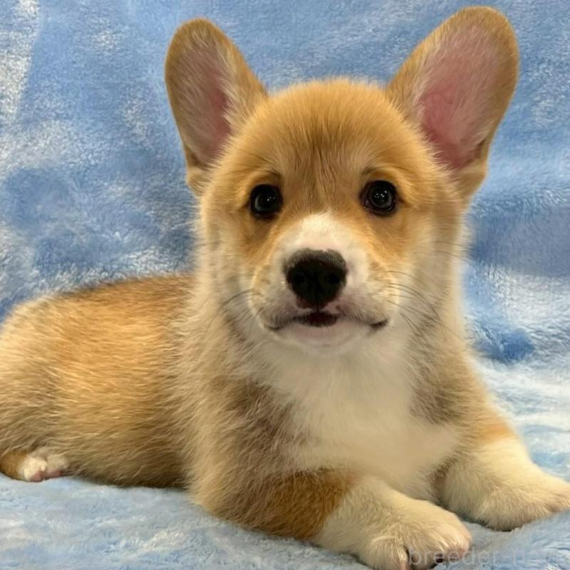 販売中の大阪府のウェルシュコーギーペンブローク-445139