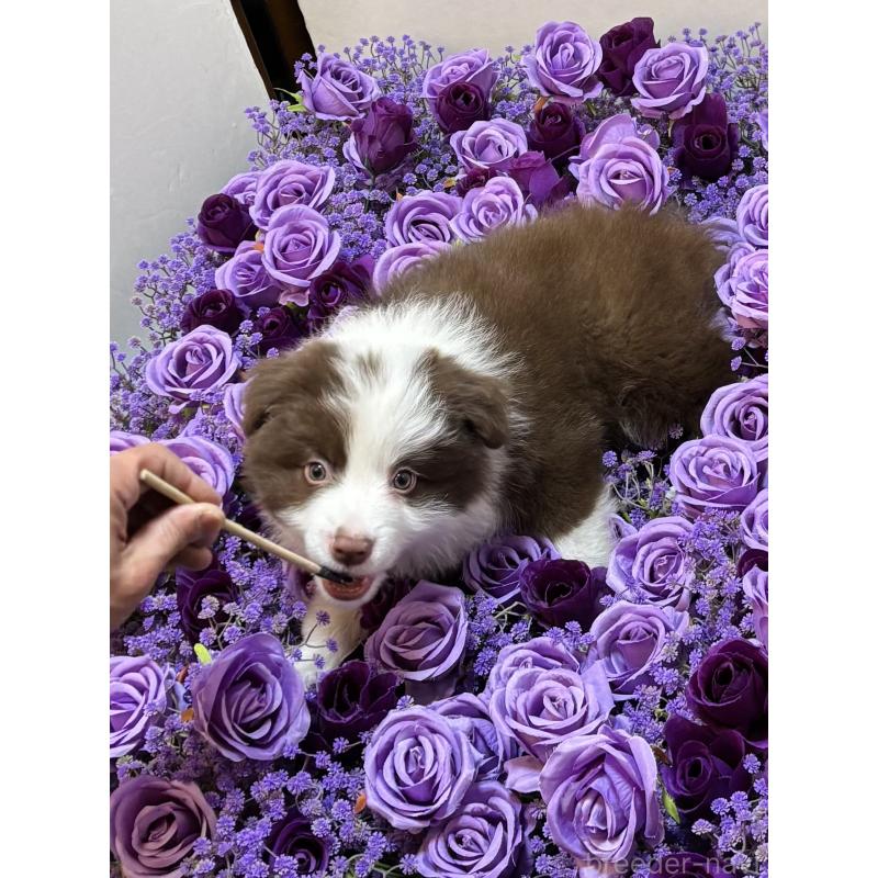 販売中の東京都のボーダーコリー-445126の2枚目