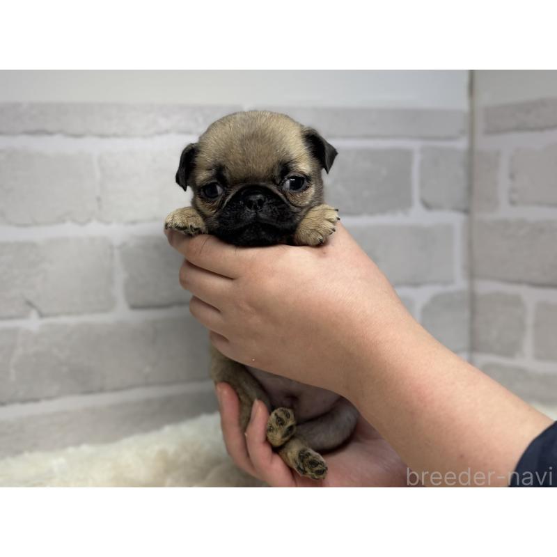 成約済の熊本県のパグ-439823の1枚目