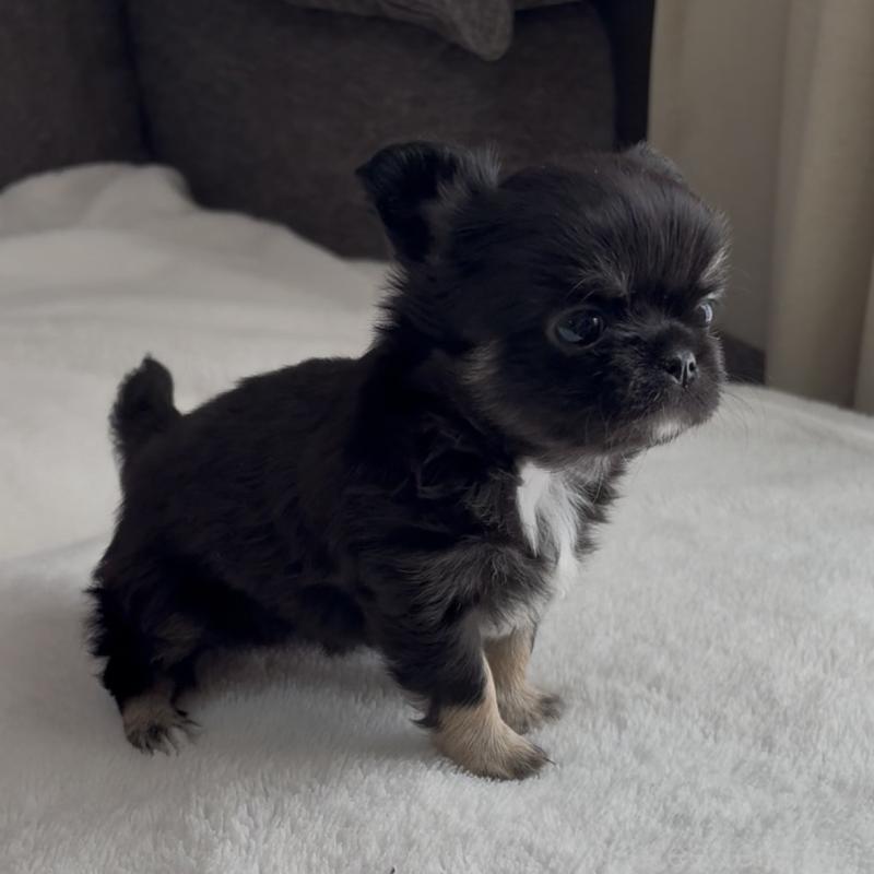 販売中の福岡県のチワワ(ロングコート)-445144の7枚目