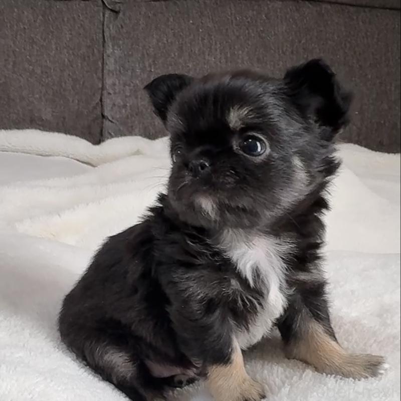 販売中の福岡県のチワワ(ロングコート)-445144の6枚目