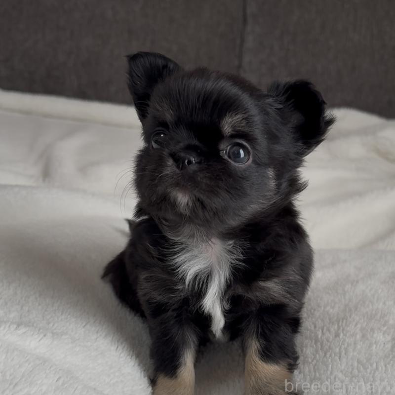 販売中の福岡県のチワワ(ロングコート)-445144の5枚目