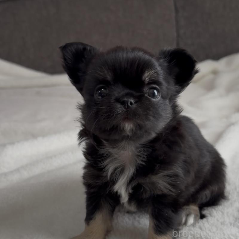 販売中の福岡県のチワワ(ロングコート)-445144の4枚目