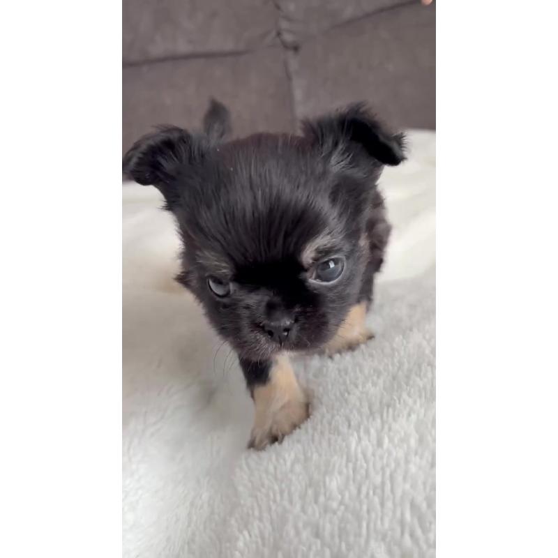 販売中の福岡県のチワワ(ロングコート)-445144の3枚目