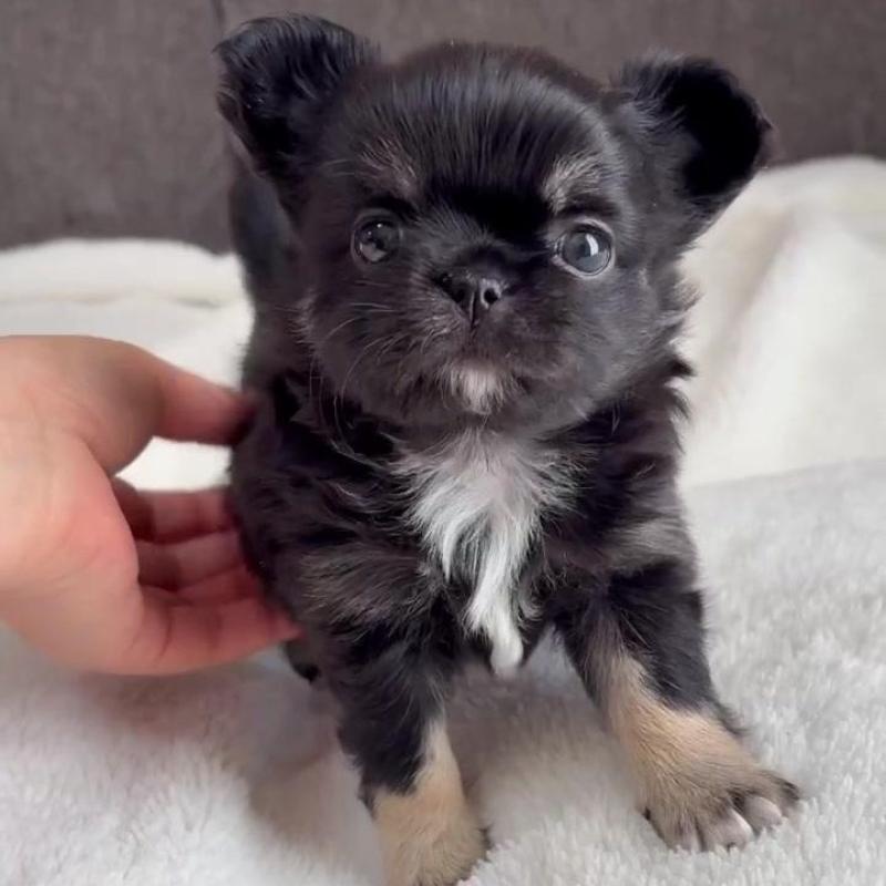 販売中の福岡県のチワワ(ロングコート)-445144の2枚目