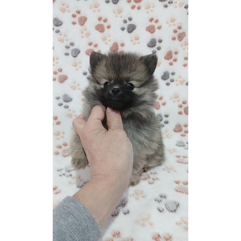 販売中の沖縄県のポメチワ:ポメラニアン×チワワ-445147の5枚目