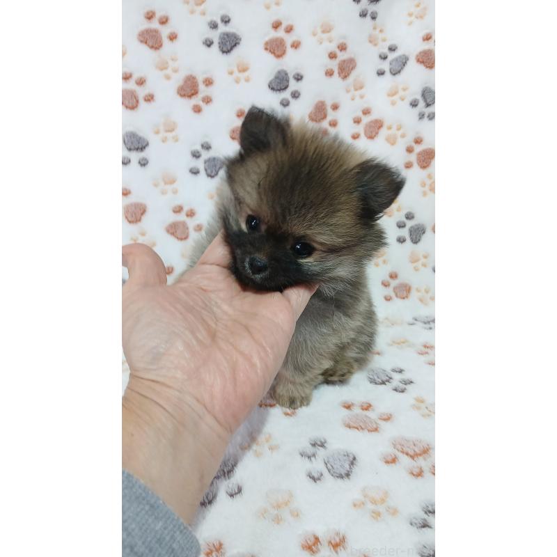 販売中の沖縄県のポメチワ:ポメラニアン×チワワ-445147の3枚目