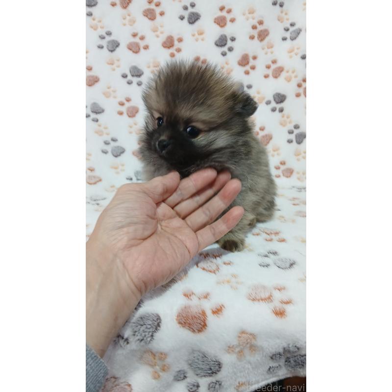 販売中の沖縄県のポメチワ:ポメラニアン×チワワ-445147の2枚目