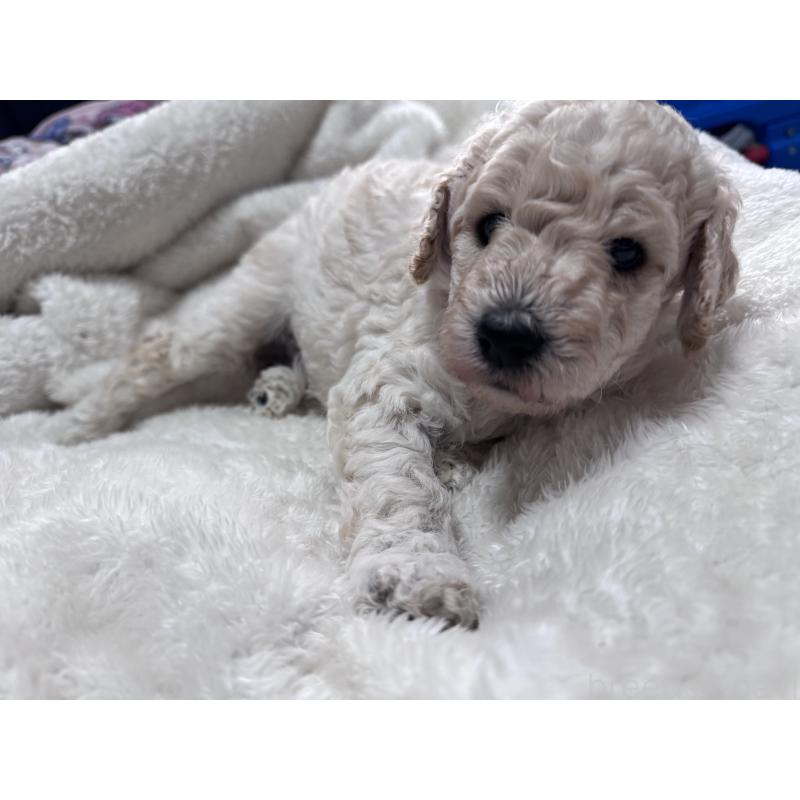 販売中の千葉県のミディアムプードル-445148の5枚目