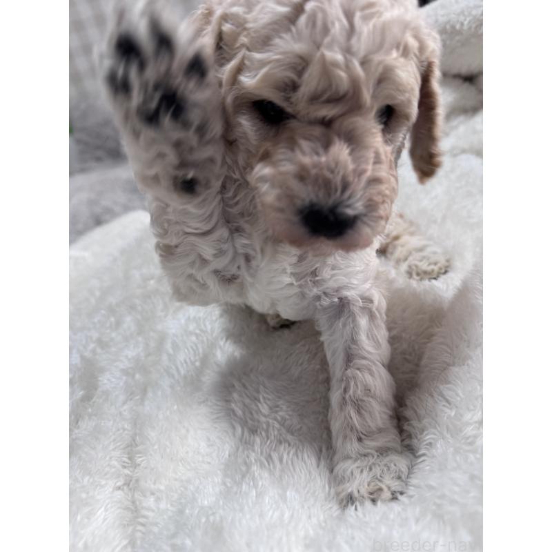 販売中の千葉県のミディアムプードル-445148の3枚目