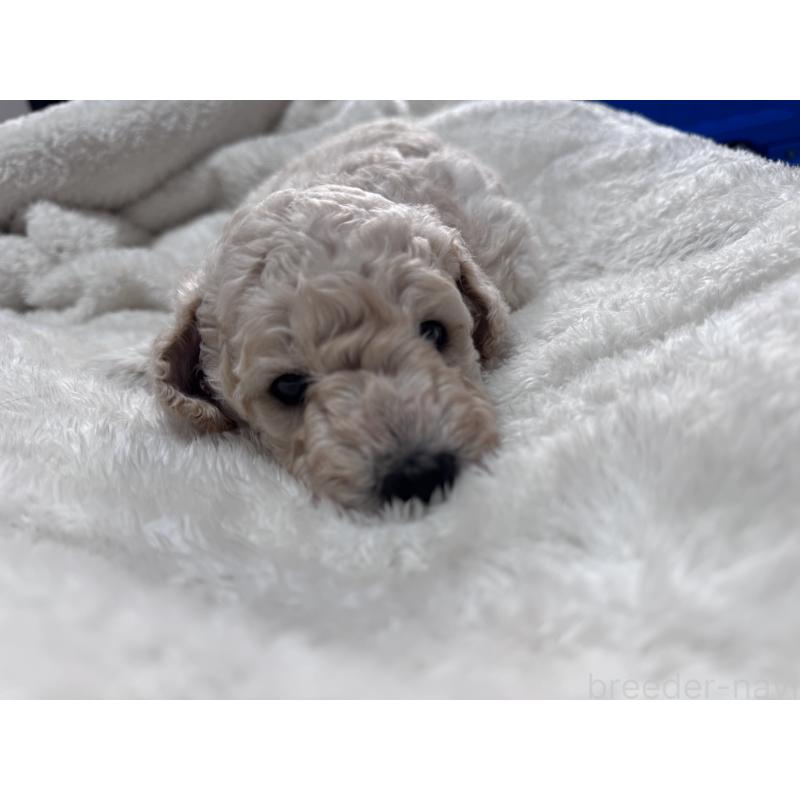 販売中の千葉県のミディアムプードル-445148の2枚目