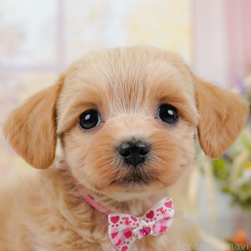 販売中ののミックス犬-445145