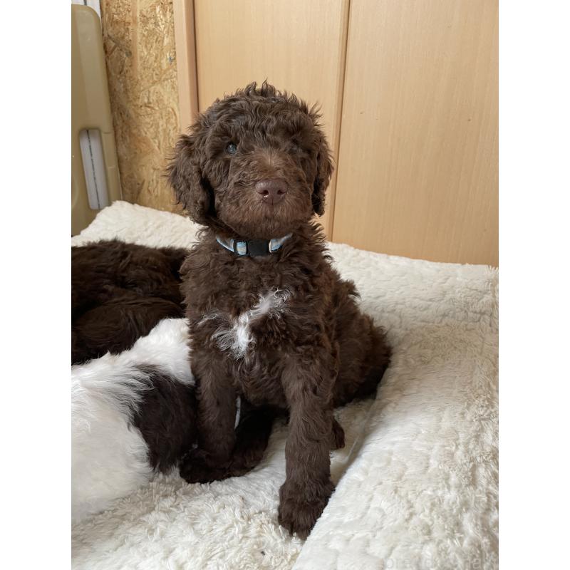 販売中の茨城県のスタンダードプードル-436618の1枚目