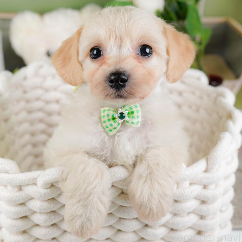 販売中の神奈川県のミックス犬-445149の1枚目