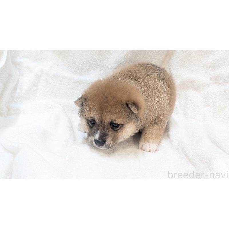 販売中の熊本県の豆柴-440085の22枚目