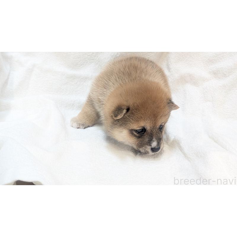 販売中の熊本県の豆柴-440085の21枚目