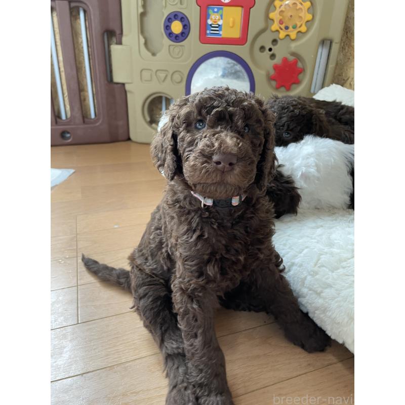 販売中の茨城県のスタンダードプードル-442673