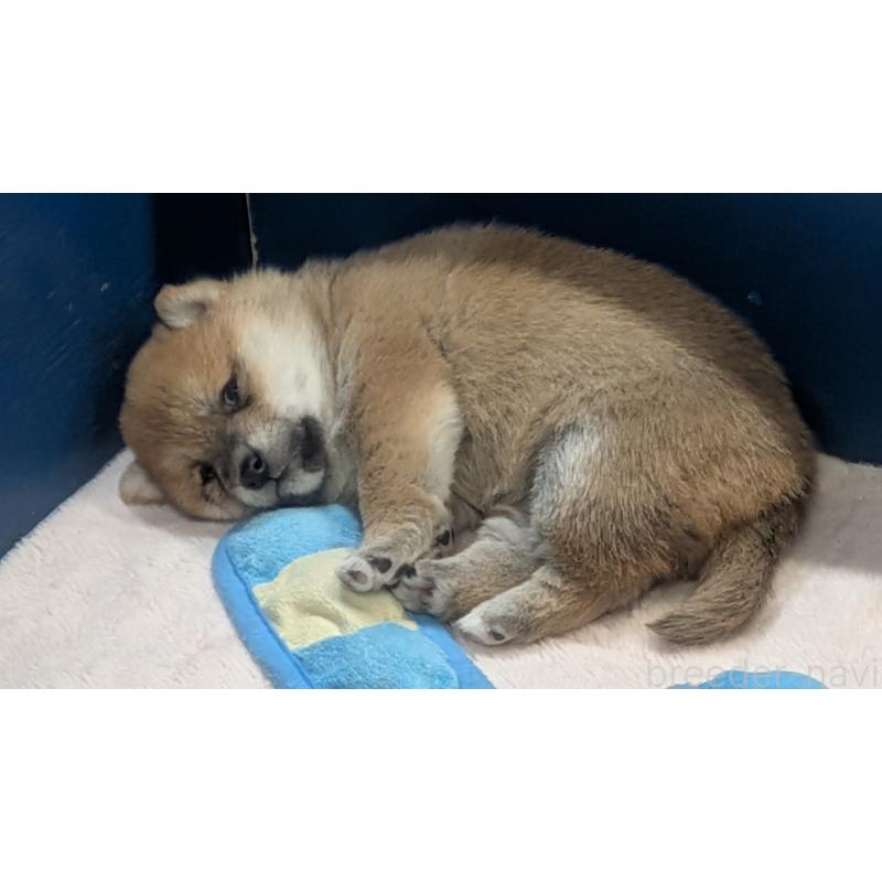 販売中の熊本県の豆柴-440085の19枚目