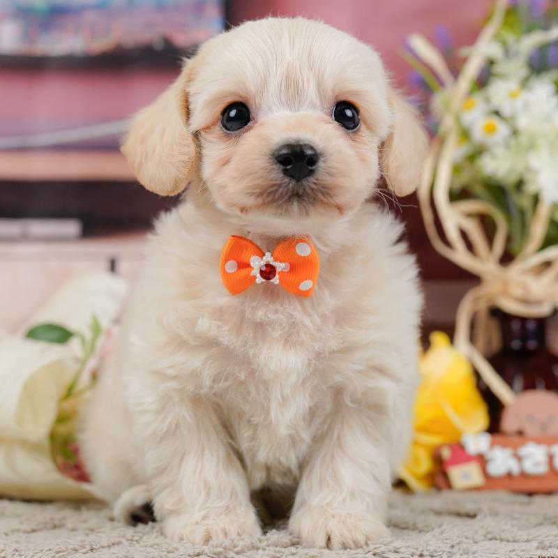 販売中の神奈川県のミックス犬-445150の1枚目