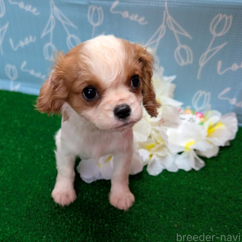 販売中の埼玉県のキャバリアキングチャールズスパニエル-433003