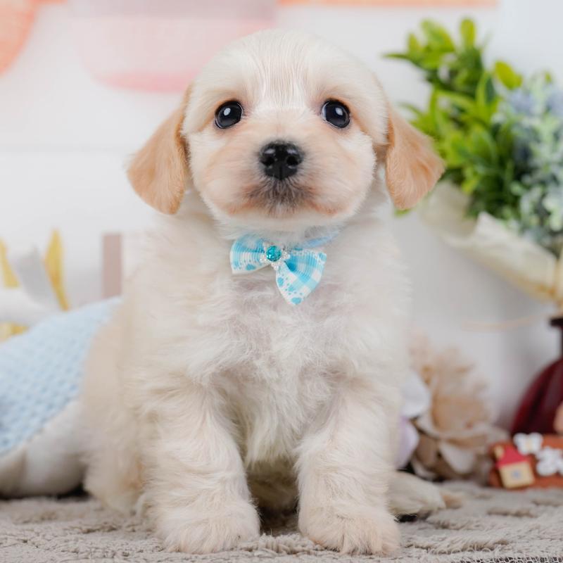 販売中の神奈川県のミックス犬-445151の1枚目