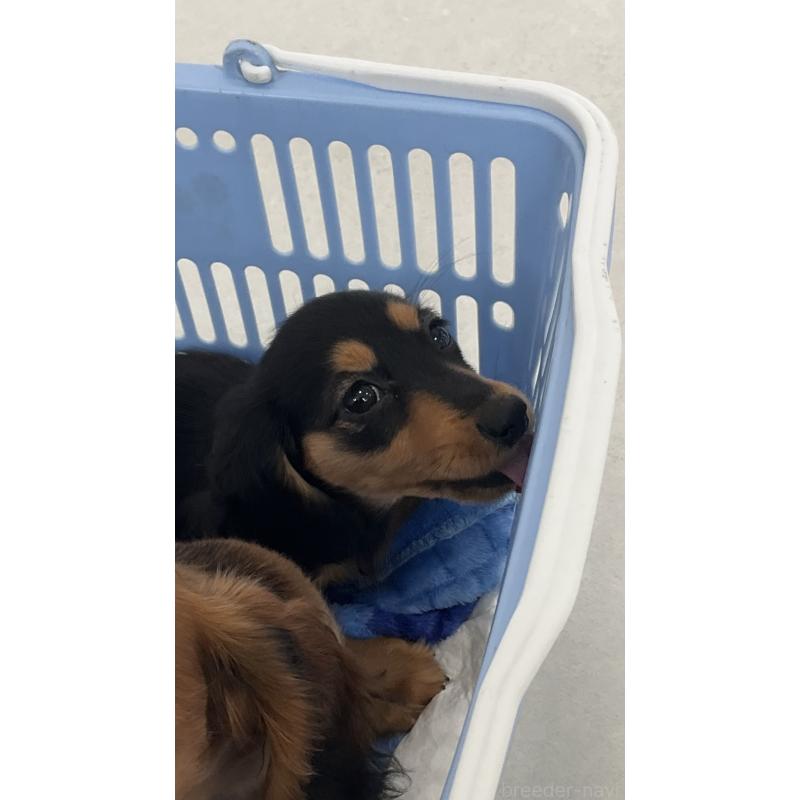 販売中の沖縄県のカニンヘンダックスフンド(ロングヘアード)-438228の6枚目