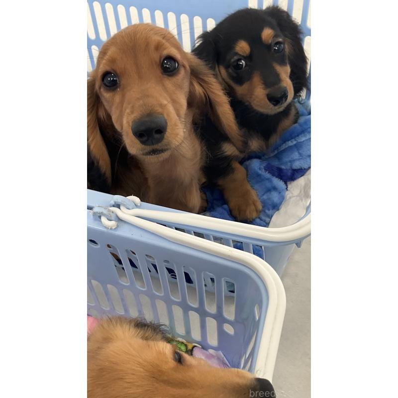 販売中の沖縄県のカニンヘンダックスフンド(ロングヘアード)-438228の5枚目