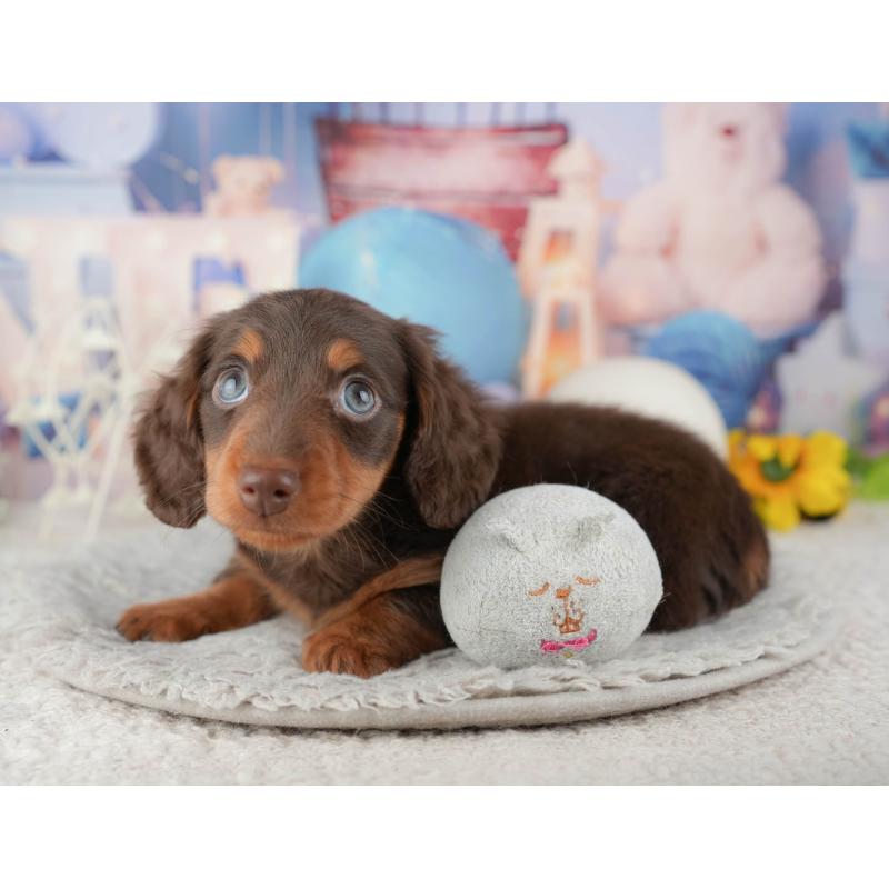 販売中の茨城県のミニチュアダックスフンド(ロングヘアード)-445158の7枚目