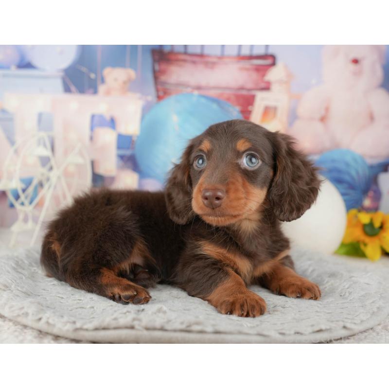 販売中の茨城県のミニチュアダックスフンド(ロングヘアード)-445158の6枚目